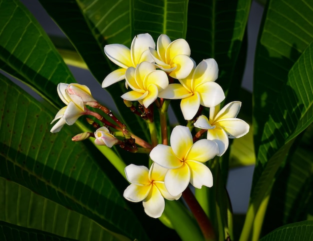 Foto hermosas flores de plumeria mixtas blancas y amarillas frangipani flores en pleno florecimiento champa kathgolap