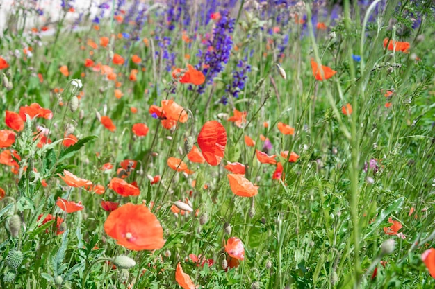 Hermosas flores de pradera de fondo contra amapolas rojas de fotos de verano