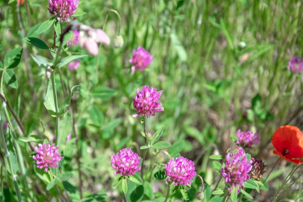 Hermosas flores de pradera de fondo contra amapolas rojas de fotos de verano