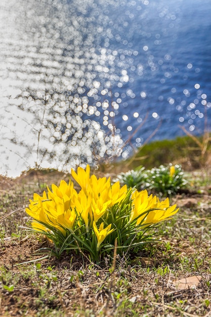 Foto hermosas flores de primavera amarilla azafranes en la pared de agua