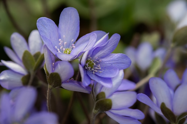 Hermosas flores de primavera azul, primer plano. Fondo floral primavera verano con espacio de copia. Enfoque selectivo.