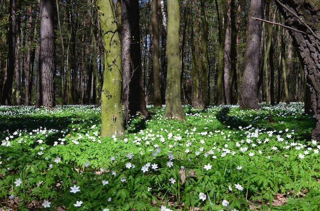 Hermosas flores de primavera en el bosque