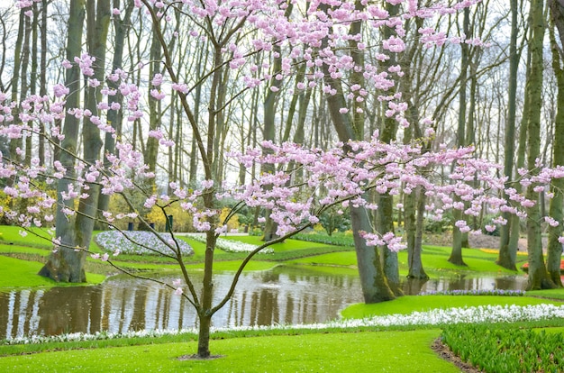 Hermosas flores de primavera coloridas y lago de agua en el parque en Holanda (Holanda)