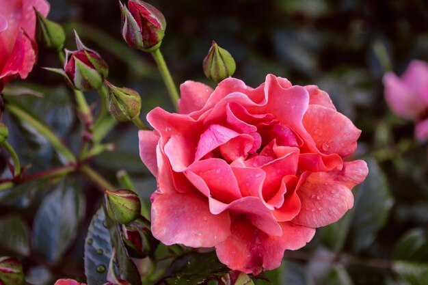 Hermosas flores de primavera delicadas rosas rosas