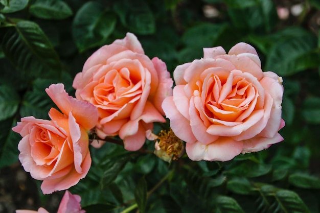 Hermosas flores de primavera delicadas rosas rosas