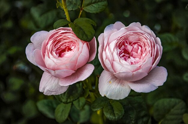 Hermosas flores de primavera delicadas rosas rosas