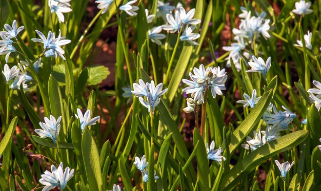 Foto hermosas flores de primavera flores azules blancas de puschkinia scilloides flores de la familia de los espárragos