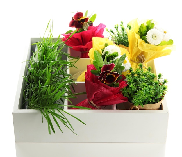 Hermosas flores de primavera y hierba en caja de madera aislada en blanco