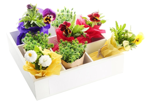 Hermosas flores de primavera y hierba en caja de madera aislada en blanco