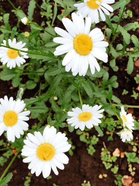 Hermosas flores de primavera con hojas verdes de cerca