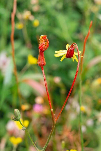 Hermosas flores en primavera en israel de cerca