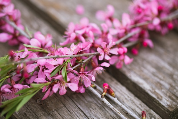 Hermosas flores de primavera en madera vieja