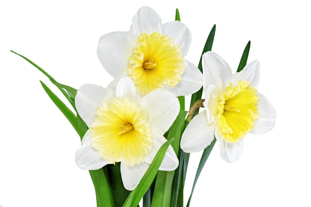 Hermosas flores de primavera: narciso amarillo-blanco (Narciso). Aislado sobre blanco.
