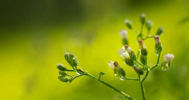 Hermosas flores de primavera en la naturaleza