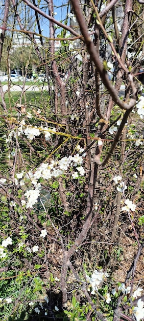 hermosas flores de primavera en la rama de un árbol photo