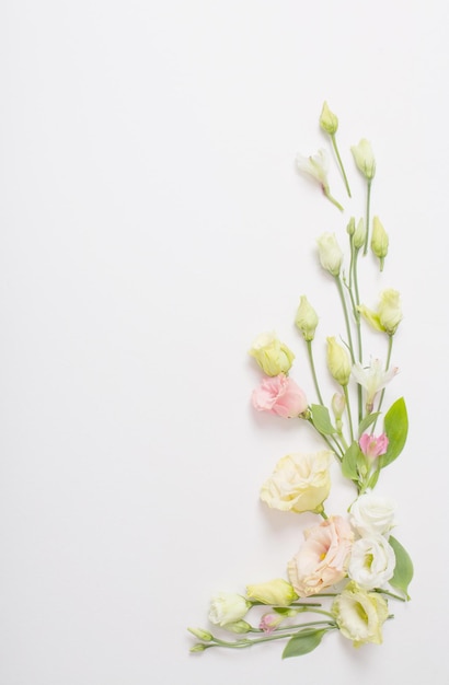 Hermosas flores de primavera sobre fondo blanco.