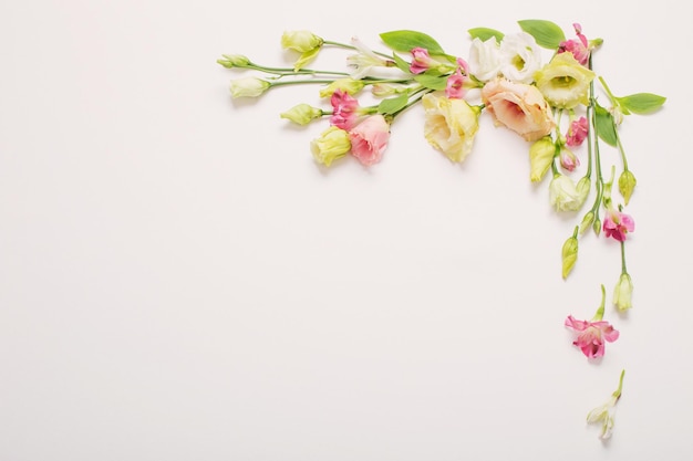 Hermosas flores de primavera sobre fondo blanco.