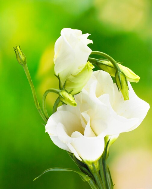 Hermosas flores de primavera sobre fondo verde