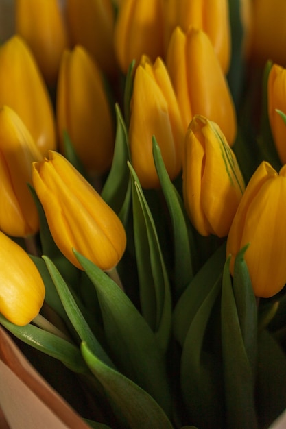 Hermosas flores de primavera tulipanes amarillos día de primavera fresca