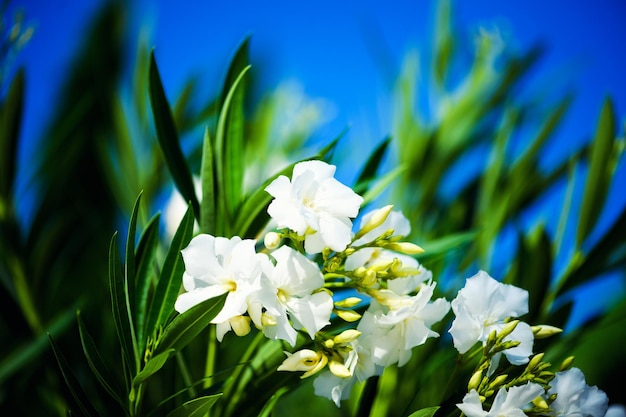 Hermosas flores de primavera