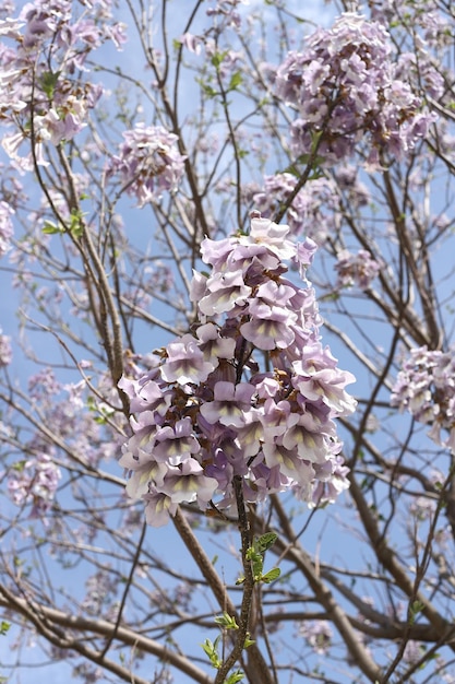 Hermosas flores de primavera