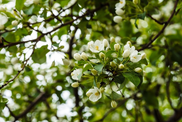 Hermosas flores de primer plano de árbol cerasus