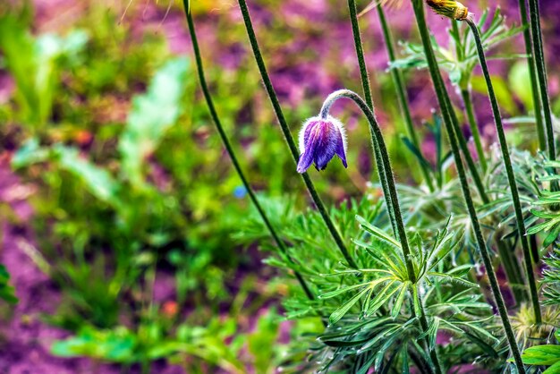 Foto hermosas flores de prímula azul flores de primavera prímula pulsatilla patens en latín