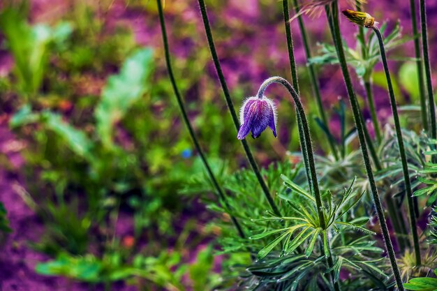 Hermosas flores de prímula azul flores de primavera prímula Pulsatilla patens en latín