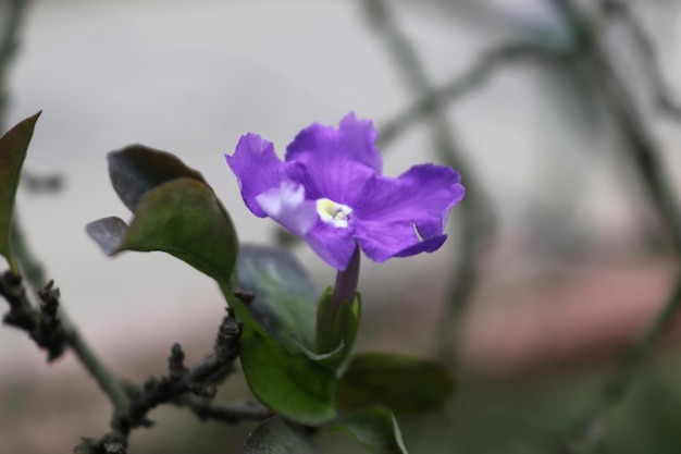 Hermosas flores de púrpura en el árbol