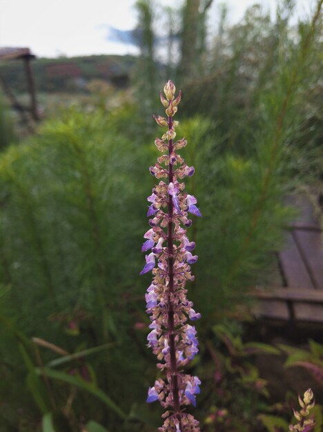 Hermosas flores púrpuras de hierba gatera