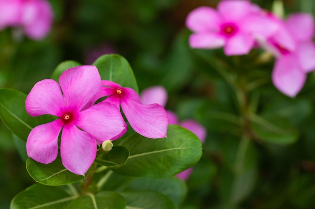 Hermosas flores púrpuras en el jardín