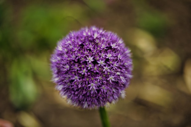 Foto hermosas flores púrpuras redondas en primer plano