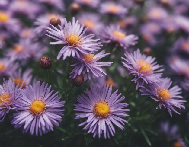 Foto las hermosas flores púrpuras