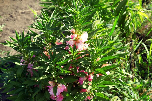 Hermosas flores que crecen en el jardín.