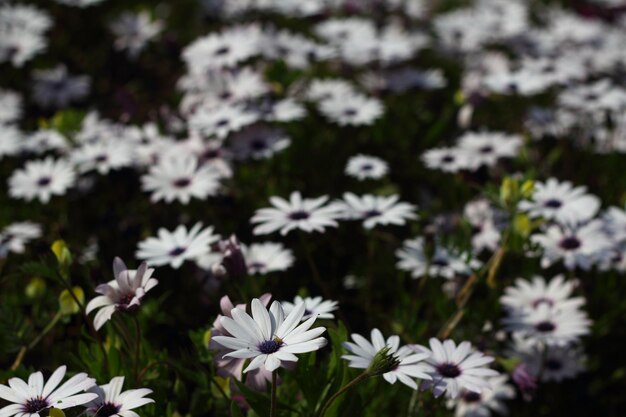 Hermosas flores que florecen en el jardín Bodrum Turquía