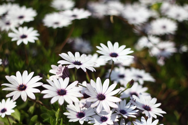 Hermosas flores que florecen en el jardín Bodrum Turquía