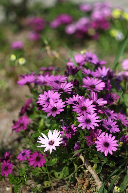 Hermosas flores que florecen en el jardín Bodrum Turquía