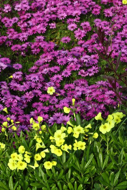 Hermosas flores que florecen en el jardín Bodrum Turquía