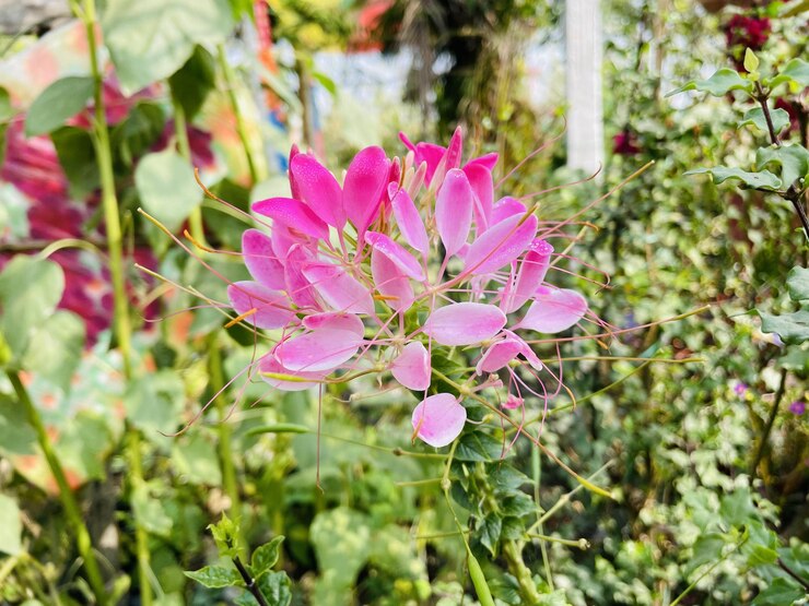 Hermosas flores que florecen con jardín natural con cielo