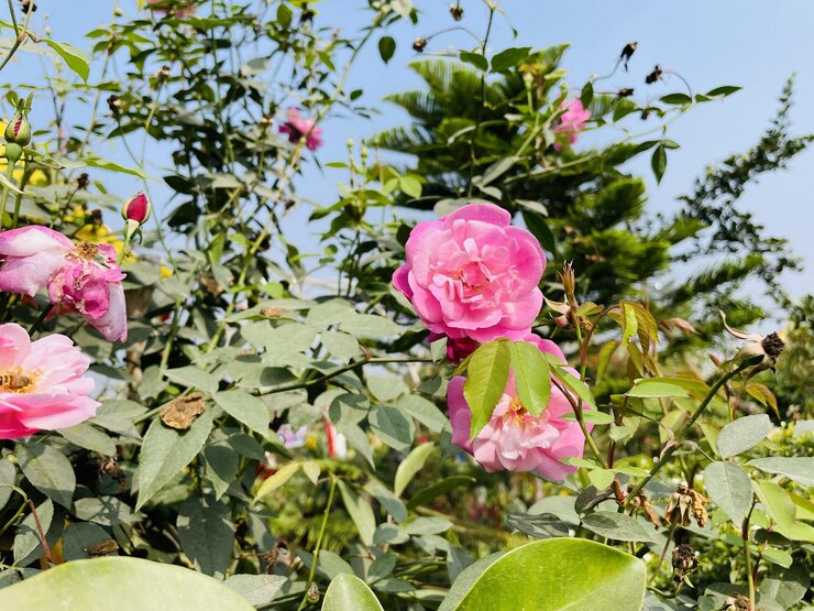 Hermosas flores que florecen con jardín natural con cielo