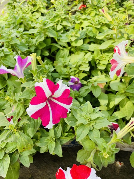 Hermosas flores que florecen con jardín natural con cielo