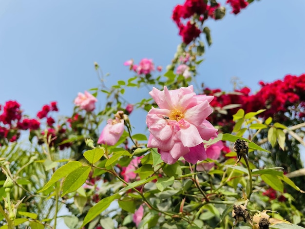 Hermosas flores que florecen con jardín natural con cielo