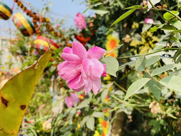 Hermosas flores que florecen con jardín natural con cielo