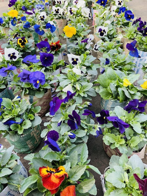 Hermosas flores que florecen con jardín natural con cielo