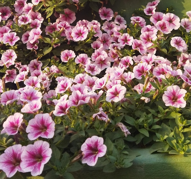 Hermosas flores que florecen en el jardín