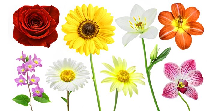 Las hermosas flores que florecen