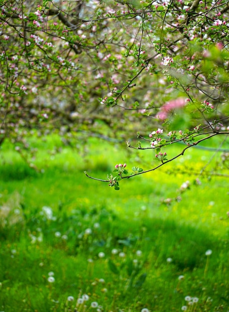 hermosas flores en una rama de un manzano que florece en primavera y a principios de abril de mayo