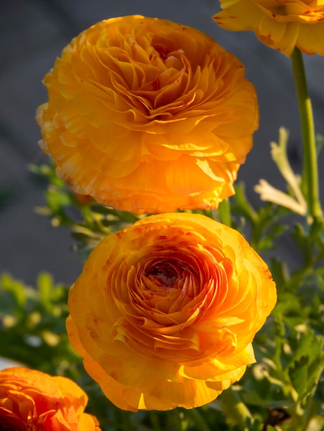 Hermosas flores de ranúnculo amarillo naranja Ranunculus closeup