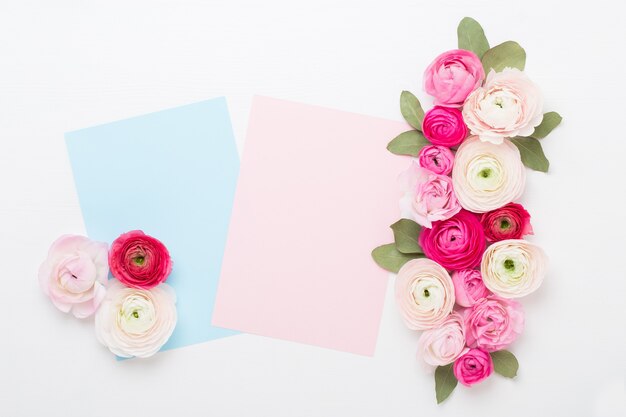 Hermosas flores de ranúnculo de colores aislados