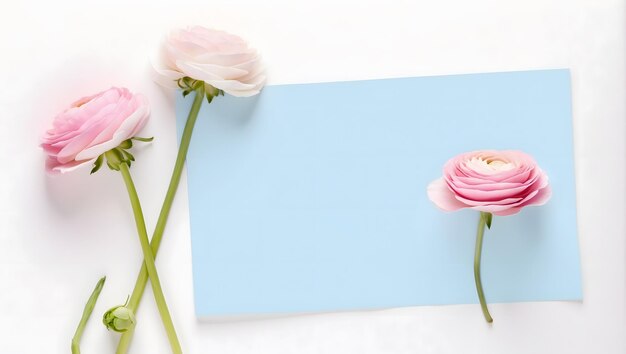 hermosas flores de ranúnculo de colores en un fondo blanco